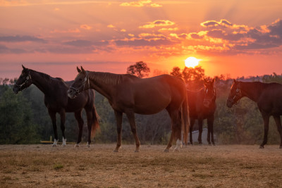 Hero Display Image   – provided by Kentucky Tourism