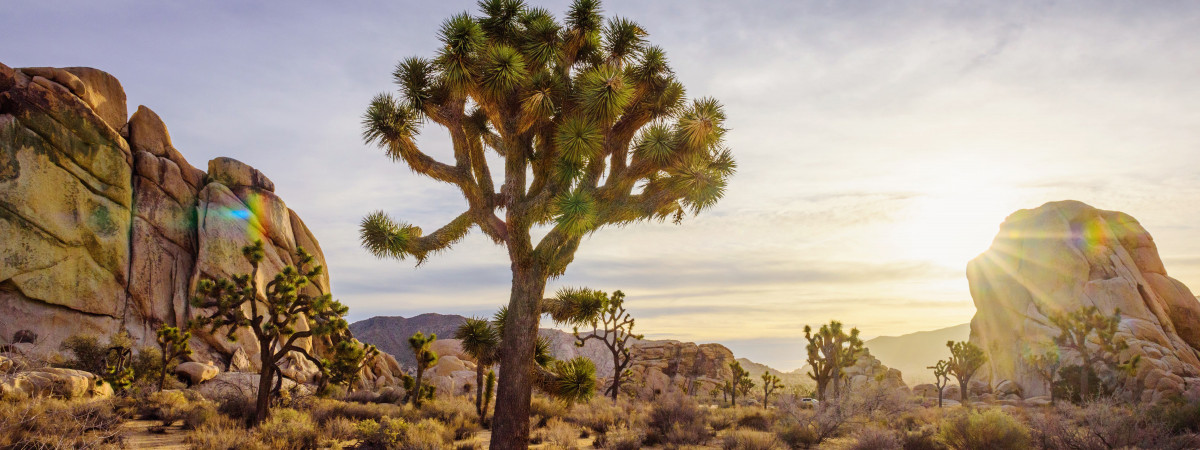 Joshua Tree National Park