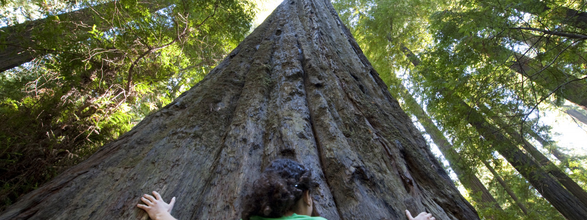 Redwood National Park