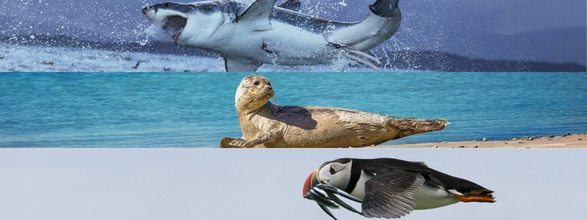 Entdecke Neuenglands Tierparadiese vom Wasser aus!